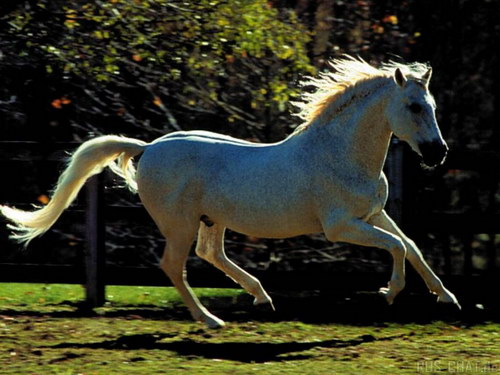 Животный мир :: Лошадки фото 28