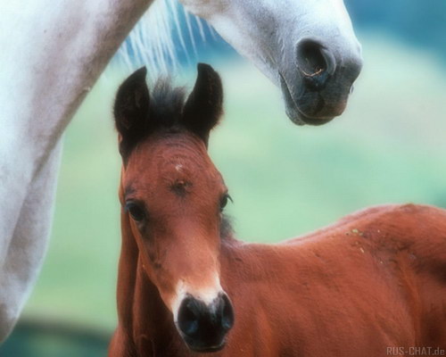 Животный мир :: Лошадки фото 29
