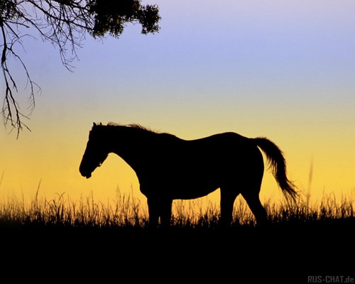 Животный мир :: Лошадки фото 30