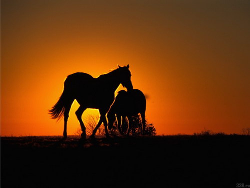Животный мир :: Лошадки фото 31