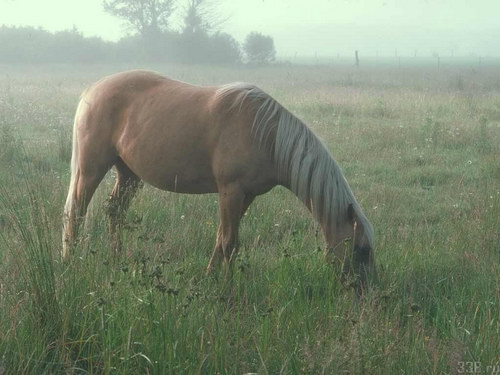 Животный мир :: Лошадки фото 32