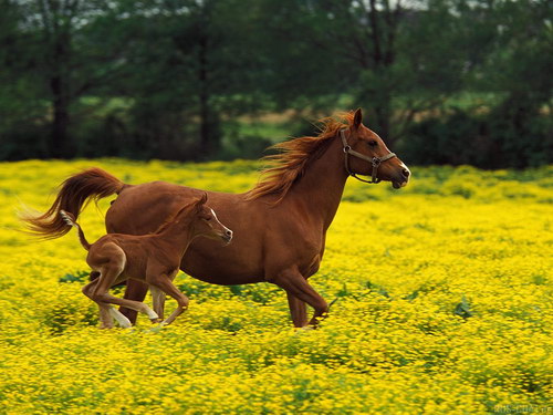 Животный мир :: Лошадки фото 33