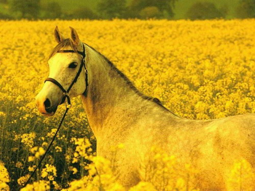 Животный мир :: Лошадки фото 38