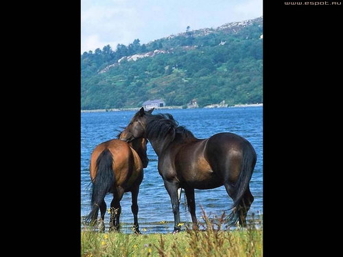 Животный мир :: Лошадки фото 39