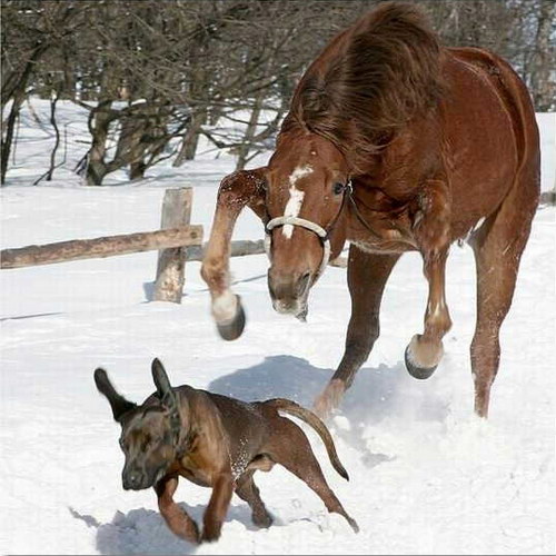 Животный мир :: Лошадки фото 40