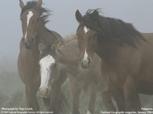 Животный мир :: Лошадки фото 42