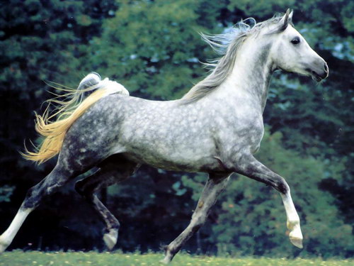 Животный мир :: Лошадки фото 44
