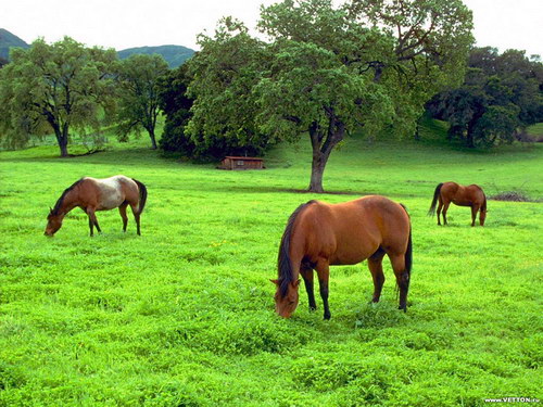 Животный мир :: Лошадки фото 45