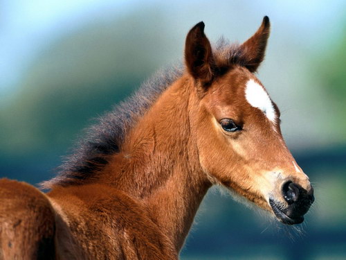 Животный мир :: Лошадки фото 46