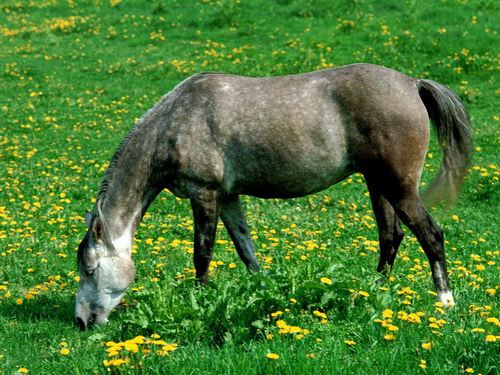 Животный мир :: Лошадки фото 47