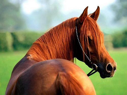 Животный мир :: Лошадки фото 50
