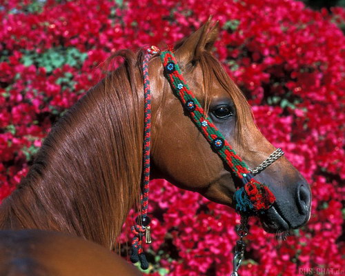 Животный мир :: Лошадки фото 52
