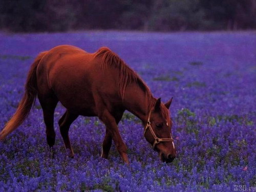 Животный мир :: Лошадки фото 55