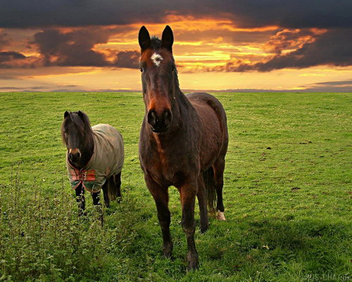 Животный мир :: Лошадки фото 0