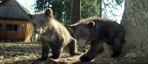 Животный мир :: Центр реабилитации медвежат-си фото 1