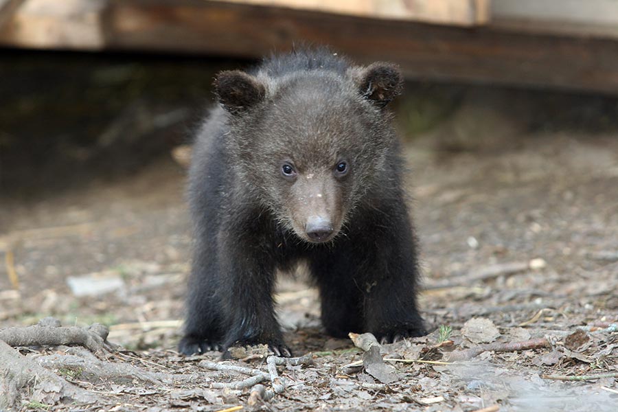 Животный мир :: Центр реабилитации медвежат-си :: фотография 2