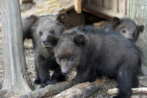 Животный мир :: Центр реабилитации медвежат-си фото 3