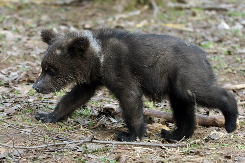 Животный мир :: Центр реабилитации медвежат-си фото 4