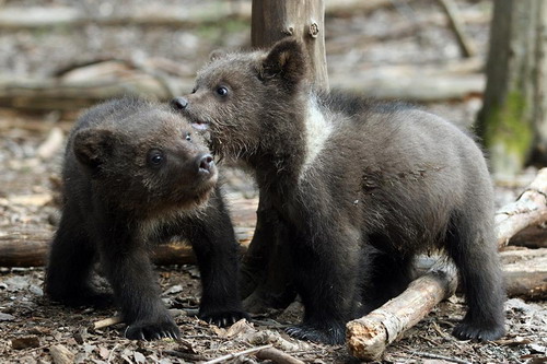 Животный мир :: Центр реабилитации медвежат-си фото 5