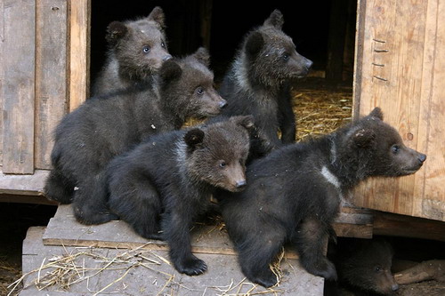 Животный мир :: Центр реабилитации медвежат-си фото 6