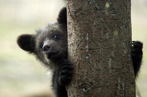 Животный мир :: Центр реабилитации медвежат-си фото 7