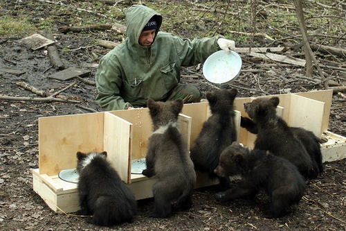 Животный мир :: Центр реабилитации медвежат-си фото 9