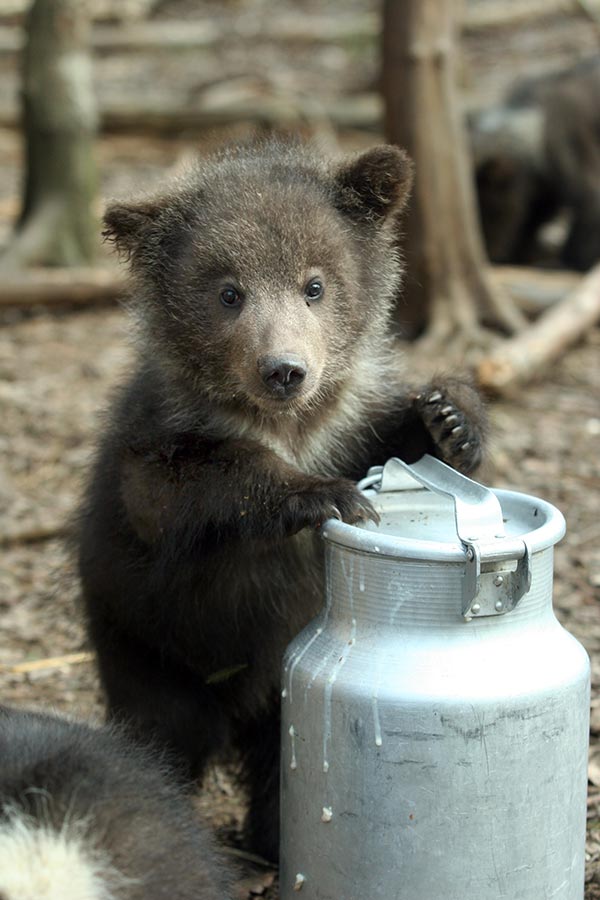 Животный мир :: Центр реабилитации медвежат-си :: фотография 2