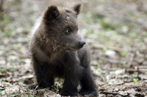 Животный мир :: Центр реабилитации медвежат-си фото 12