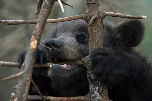 Животный мир :: Центр реабилитации медвежат-си фото 0
