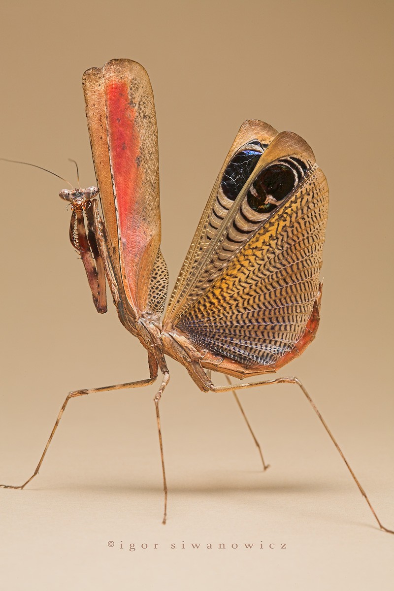Богомол бабочка. Igor Siwanowicz богомолы. Богомол Мантис(бабочка). Бабочка богомол Мантис бабочка. Красивые необычные насекомые.
