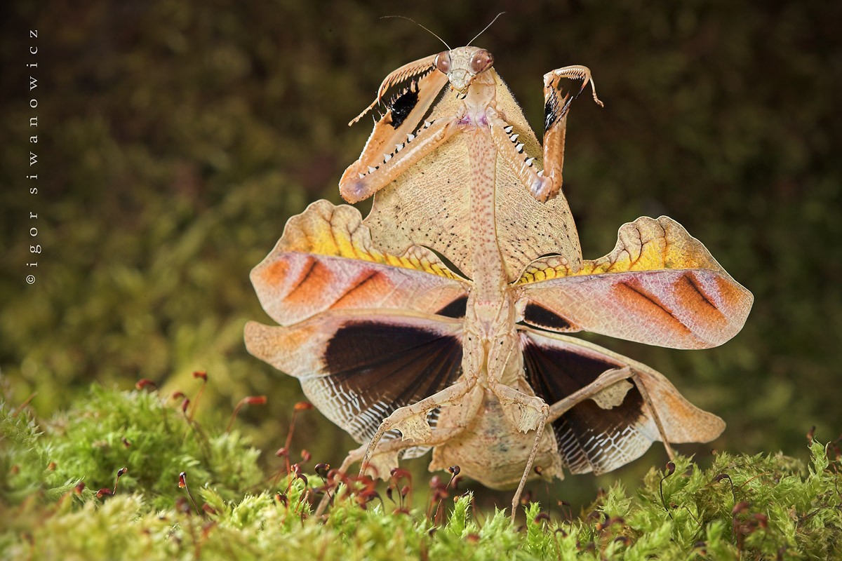 Богомол бабочка. Богомол Pseudocreobotra wahlbergii. Богомол Creobroter meleagris. Богомол Мантис(бабочка). Малазийский орхидейный богомол.