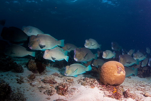 Красота подводного мира фото 14