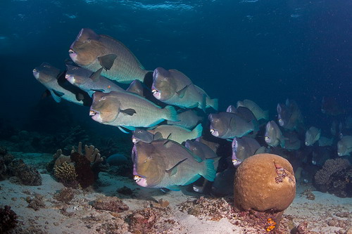 Красота подводного мира фото 15