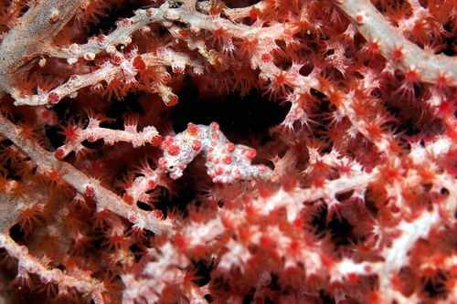 Красота подводного мира фото 32