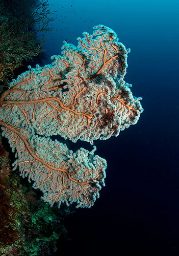 Красота подводного мира фото 38