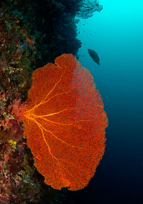 Красота подводного мира :: фотография 2