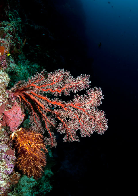 Красота подводного мира :: фотография 2
