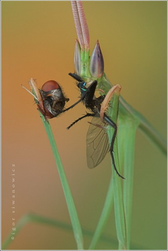 Многообразие насекомых фото 16