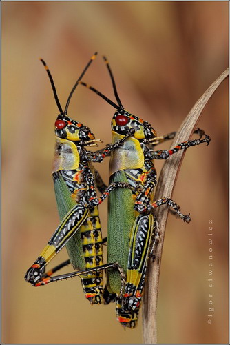 Многообразие насекомых фото 21