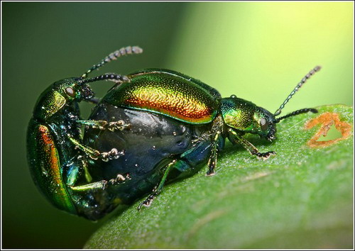 Многообразие насекомых фото 29