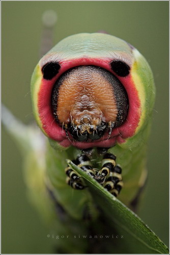 Многообразие насекомых фото 37