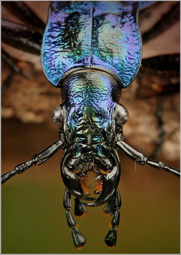 Многообразие насекомых фото 47