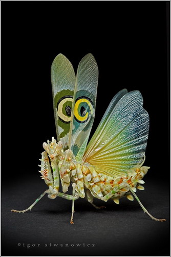 Многообразие насекомых фото 57