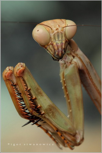 Многообразие насекомых фото 58