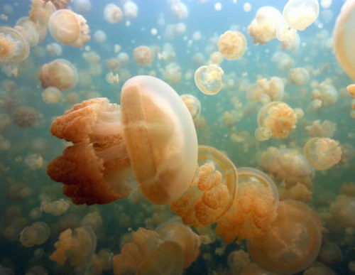 Животный мир :: Купания с медузами фото 2