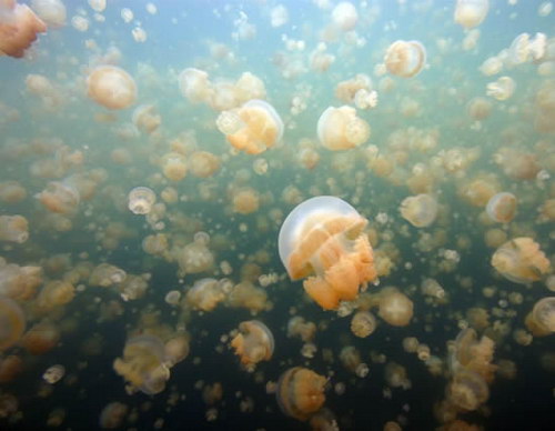 Животный мир :: Купания с медузами фото 3
