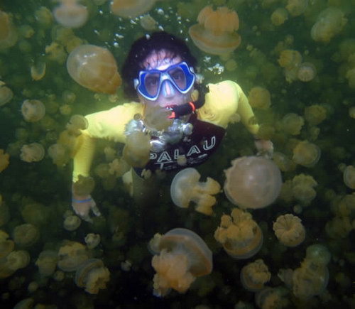 Животный мир :: Купания с медузами фото 5