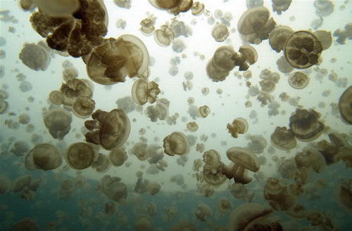 Животный мир :: Купания с медузами фото 6