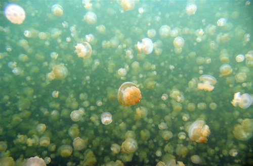Животный мир :: Купания с медузами фото 7