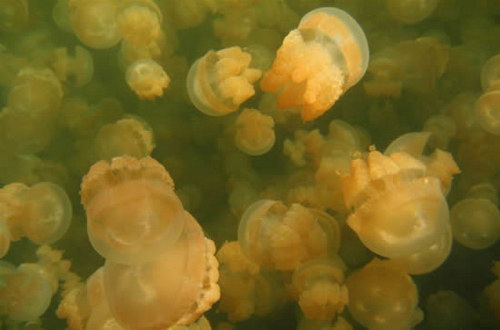 Животный мир :: Купания с медузами фото 8